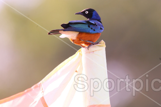 BIDCO UNITED FC VS TUSKER FC